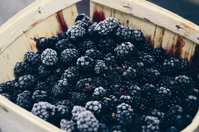 A  blackberry glut waiting to be used up