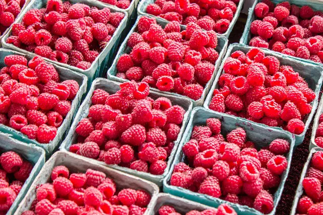 A raspberry glut waiting to be used up.