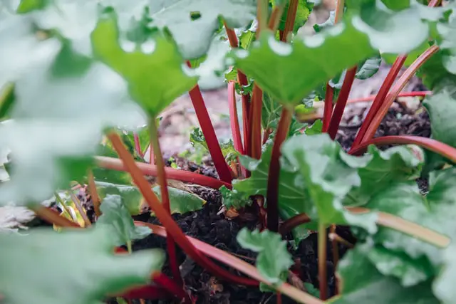 rhubarb ready to be harvested and prepared for freezing