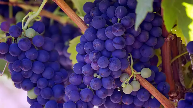 A grape glut waiting to be used up.