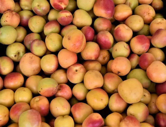 A pile of apricots waiting to be frozen