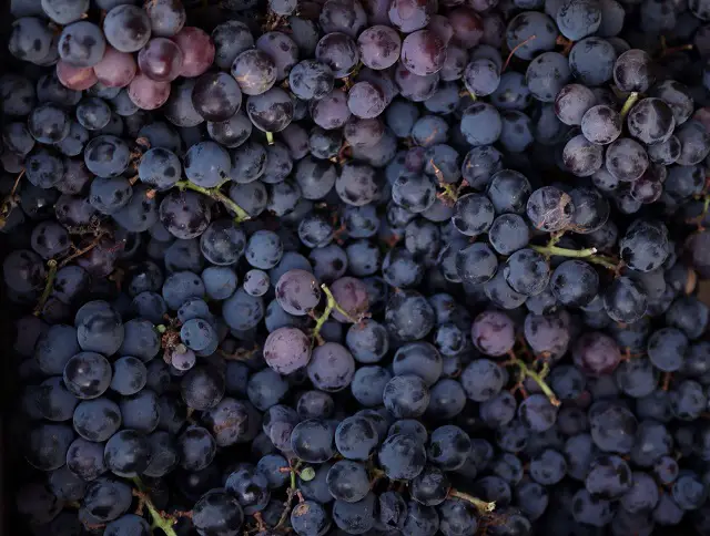 A pile of grapes waiting to be frozen