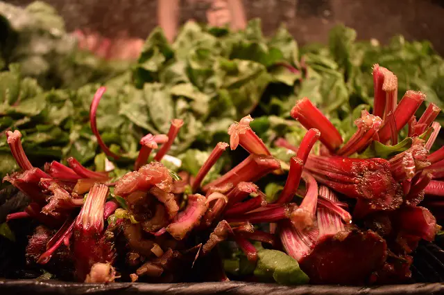 A Rhubarb glut waiting to be used up