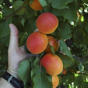 Apricot Tomcot tree bare root