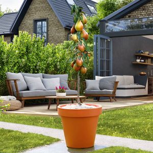 Pear Decora Columnar