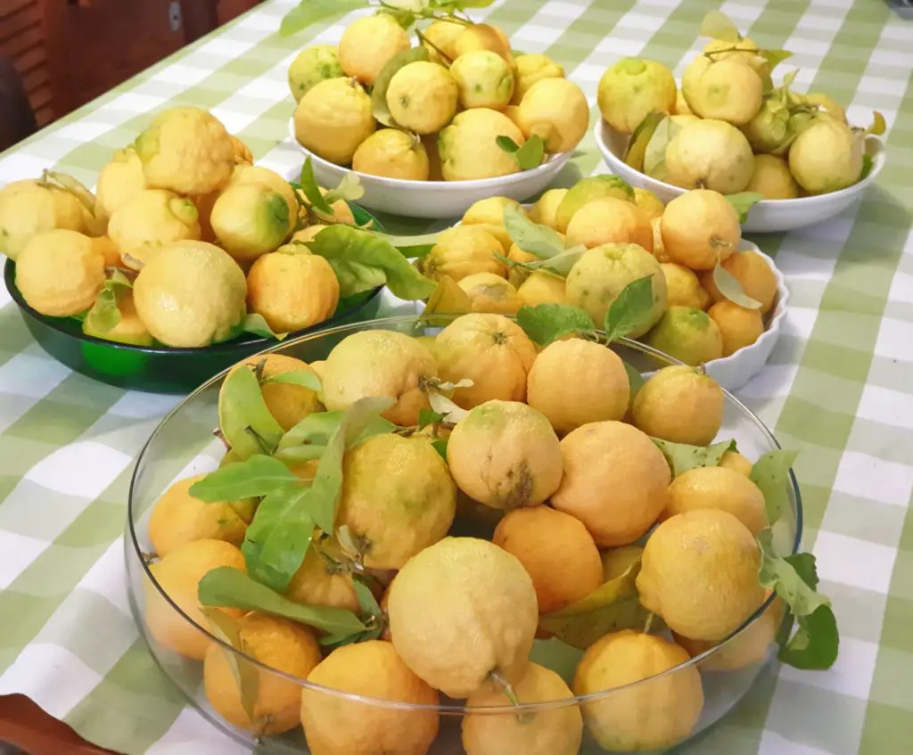 quince waiting to be frozen.