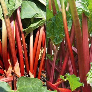 Pair of Rhubarb Sanvitos