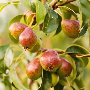 Patio Pear Williams Tree