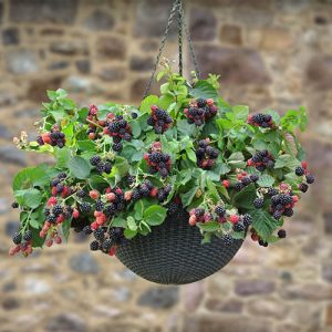 Set of 3 Trailing Blackberry Black Cascade