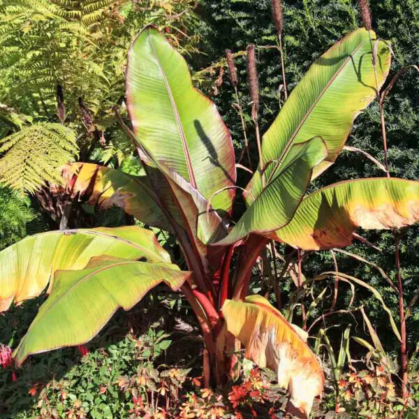 Musa Basjoo Trees UK Growing Japanese Banana Trees Fruit Expert