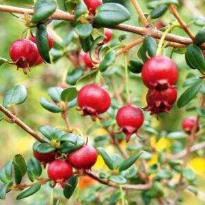 Chilean Guava Plant - 'KA-POW'