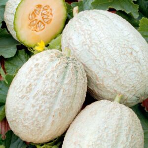 Melon Seeds - Emir F1