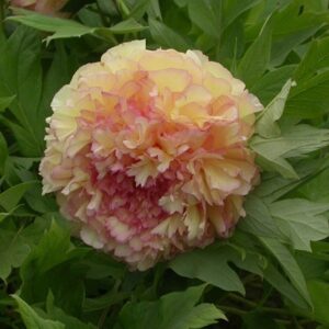 Paeonia × suffruticosa Jin Ge