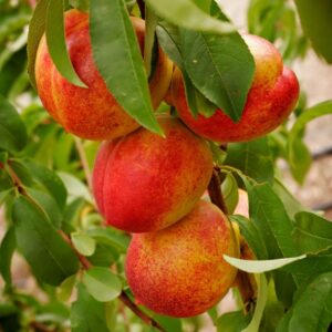 Peach - Prunus persica Suncrest