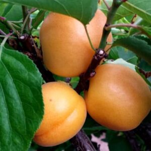 apricot Garden Aprigold