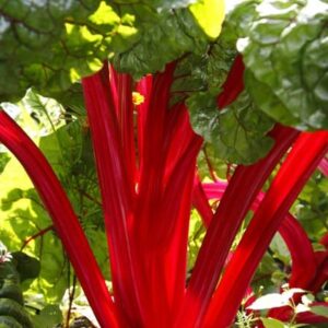 leaf beet Rhubarb Chard