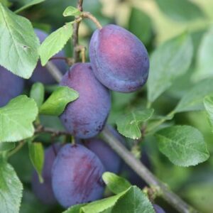 plum Czar