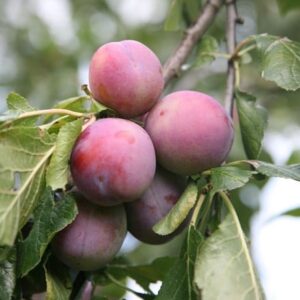 plum Marjorie's Seedling