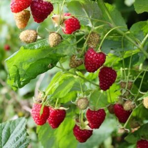 raspberry Malling Jewel