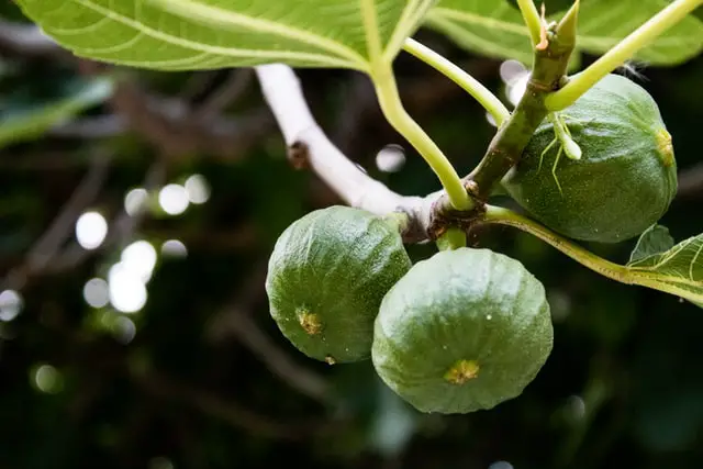 Dwarf Fig Trees