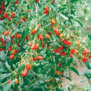 Seeds. Seeds Goji Berry 'Synthia' NEW CULTIVAR Sweeter and Self-fertile