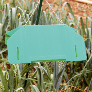 Leek Moth Trap