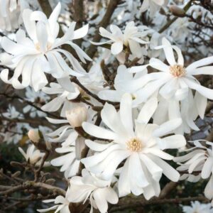 Magnolia stellata Royal Star - Double Starry Flowers