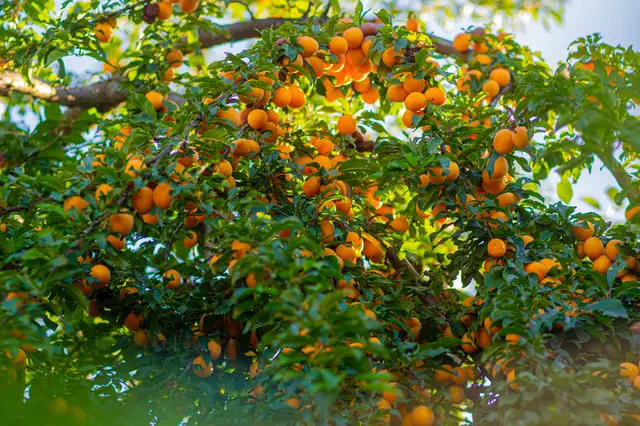 Patio Apricot Trees