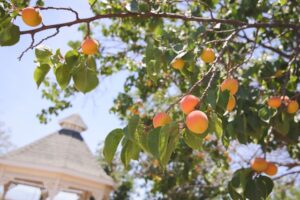 Patio Peach Trees