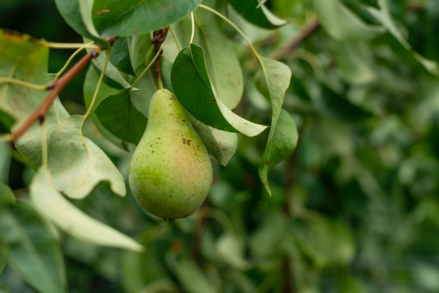 Patio Pear Trees