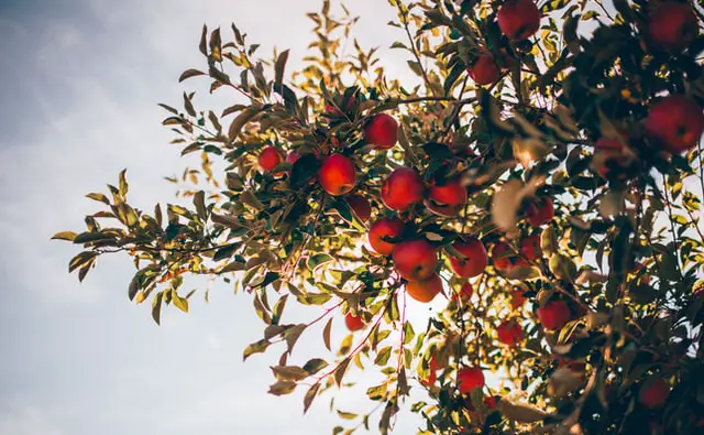 Dwarf Crabapple tree