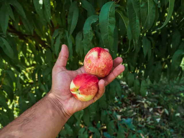 dwarf Nectarine tree