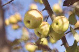 dwarf Quince tree