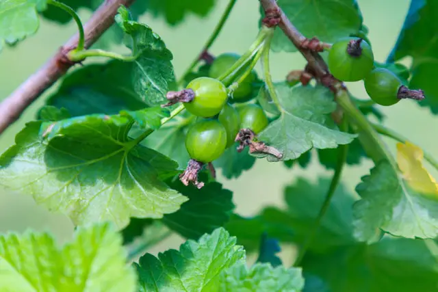 gooseberry fruit growing on the bush