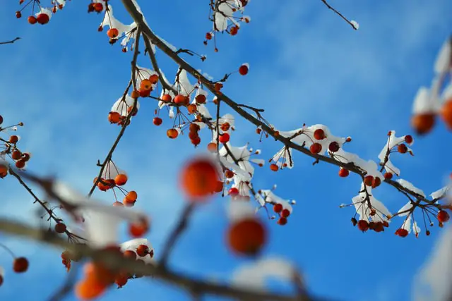 patio Crab Apple tree