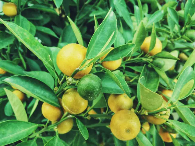 patio Quince tree