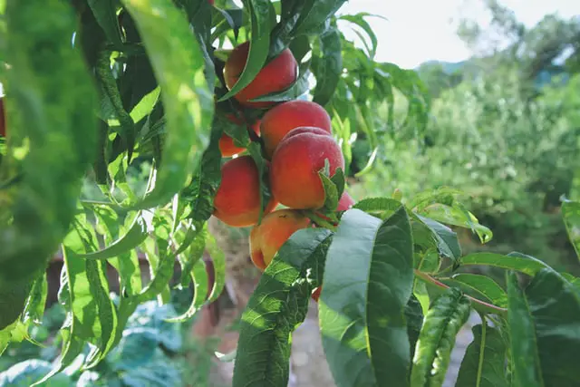Nectarines growing on a tree