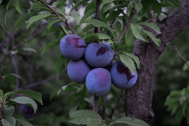 patio plum tree in fruit