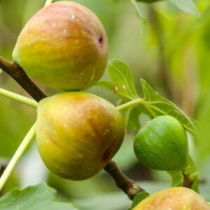 Fig - Ficus carica Saint Pierre