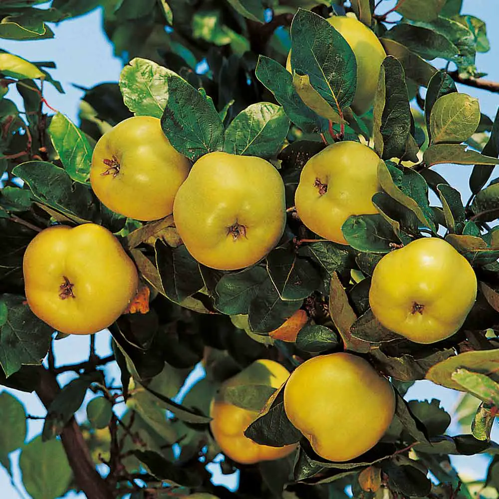 Quince Trees UK Growing & Caring For Quince Trees Fruit Expert