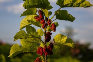 mulberry fruit growing