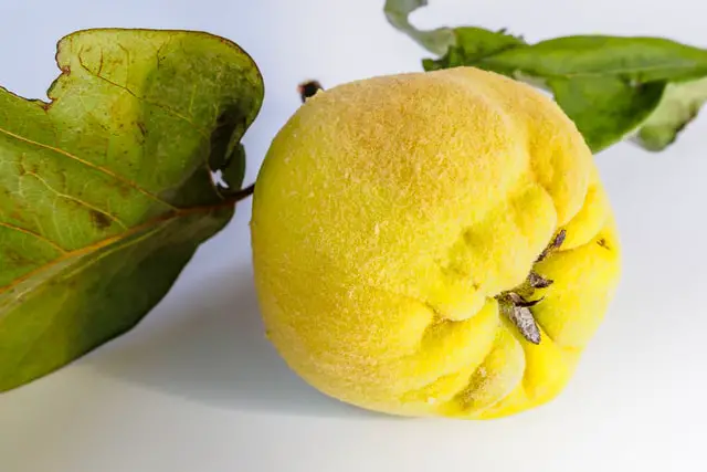 ripe quince fruit in leaf