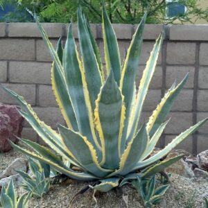 Agave Americana Variegata - American Aloe - Century Plant