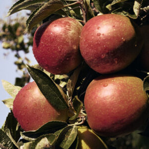 Apple Tree - Braeburn (Clone Helena)