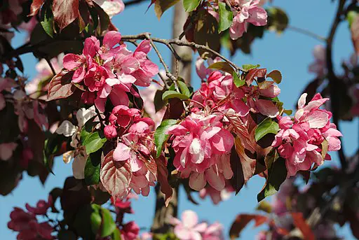 malus rudoph crab apple tree in full blossom