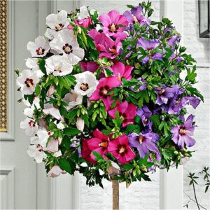 Extra Large Tricolour Hibiscus Tree - Three Colours on One Tree!