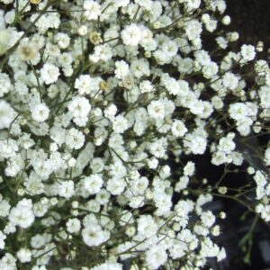 Gypsophila paniculata 'White' - Pack of TWENTY