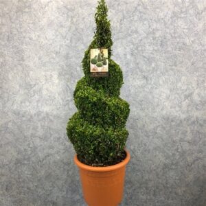 Spiral Topiary Buxus - Corkscrew Box wood Tree - Circa 100-120cms