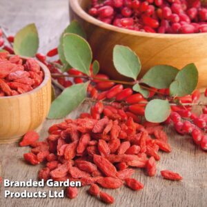 Goji Berry 'Synthia'