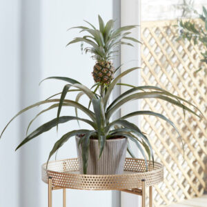 Houseplant Edible Pineapple